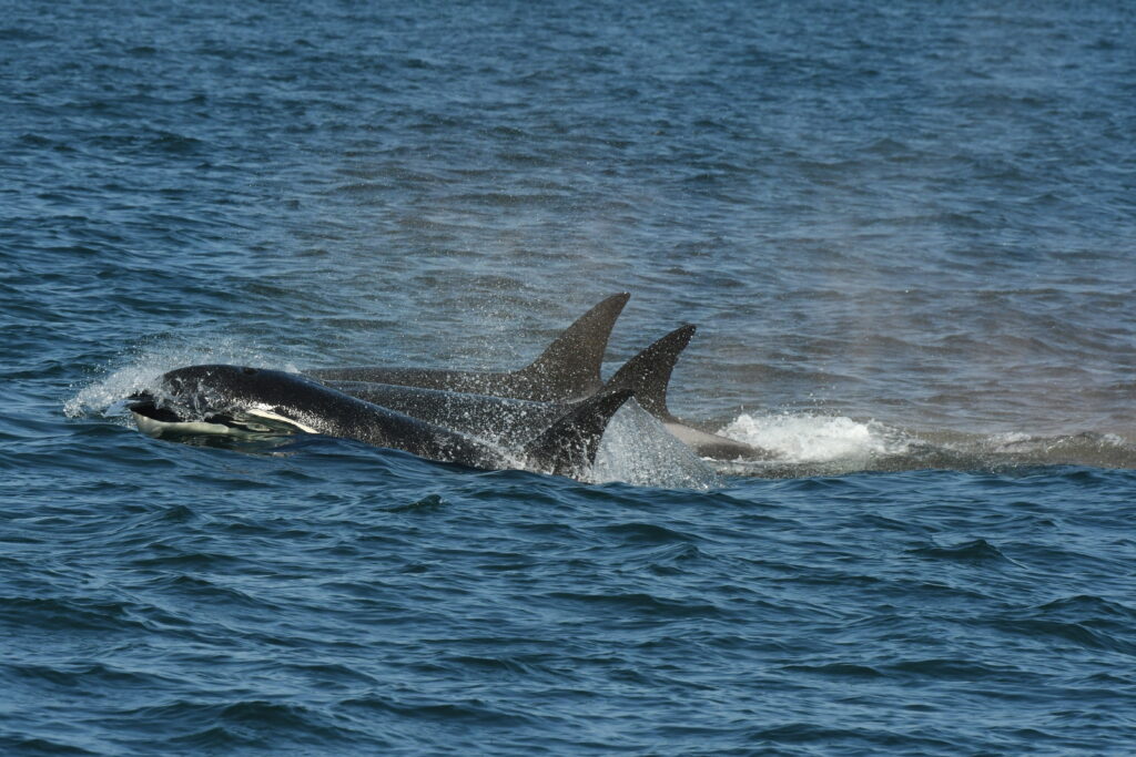 Whale Watching Anacortes- Blue Kingdom Tours