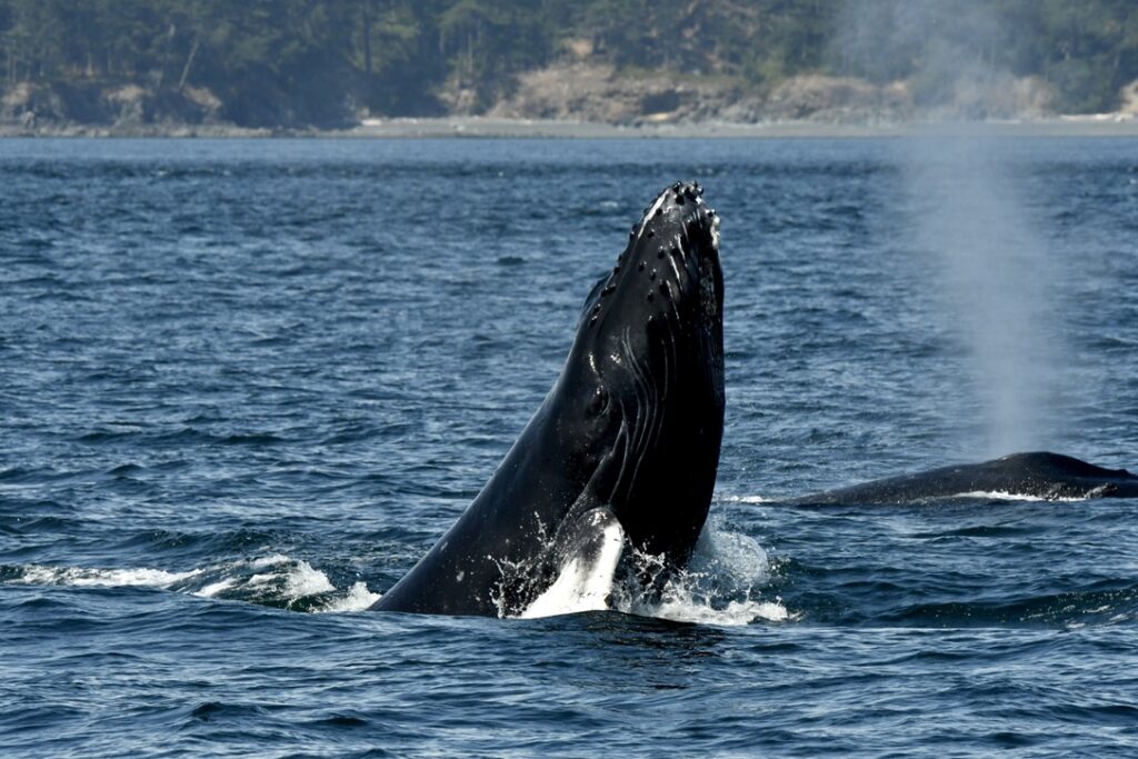 Formation and Geology of the Salish Sea - Blue Kingdom Tours